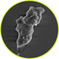 Medium e coli treated circle